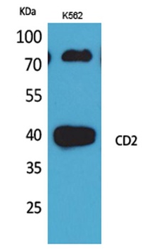 CD2 antibody