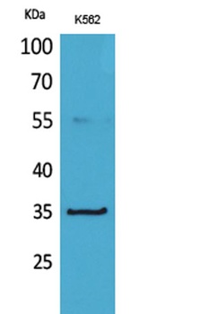 CD32-A antibody