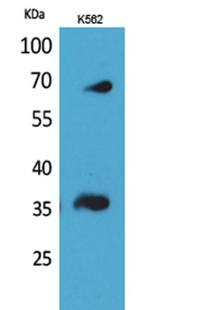 CD32-B/C antibody