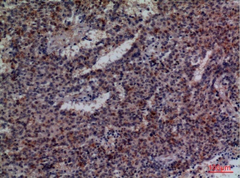 CD48 rabbit pAb Antibody