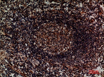 Integrin α4 rabbit pAb Antibody