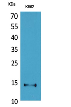 CD59 antibody