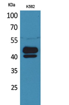 PSG1 rabbit pAb