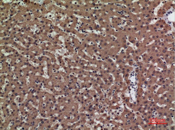 PSG1 rabbit pAb Antibody
