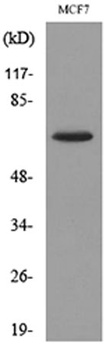 CD73 rabbit pAb Antibody