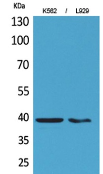 CD84 rabbit pAb Antibody