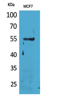 CD85g antibody