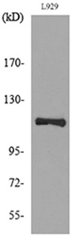 CD107a rabbit pAb Antibody