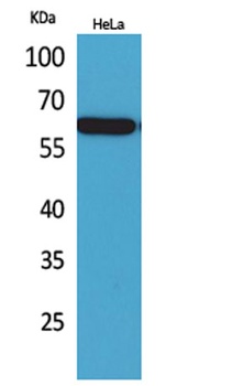Nectin 3 rabbit pAb