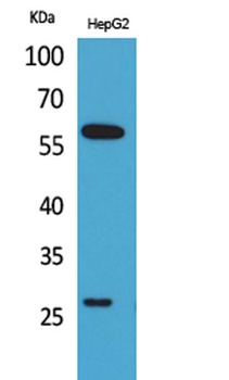 GGT1 antibody