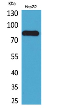 CD248 antibody