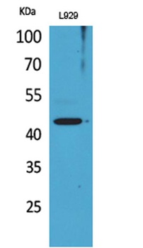 Siglec-5/14 antibody