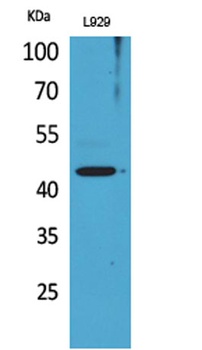 Siglec-5/14 rabbit pAb