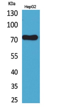 CD229 rabbit pAb Antibody