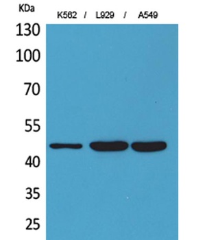 CD158z rabbit pAb Antibody
