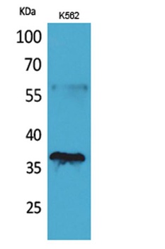 CD207 antibody