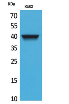 CXCR-3 antibody