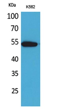 CD329 antibody