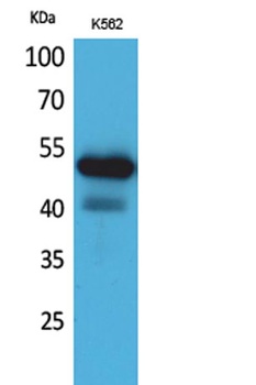 CD328 antibody