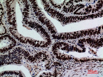 CD328 rabbit pAb Antibody