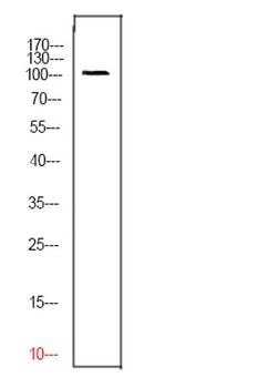 CD276 rabbit pAb