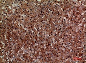CD276 rabbit pAb Antibody