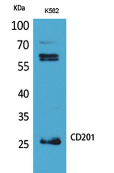 CD201 antibody