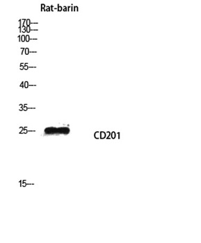CD201 rabbit pAb Antibody