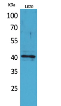 CKR-3 antibody