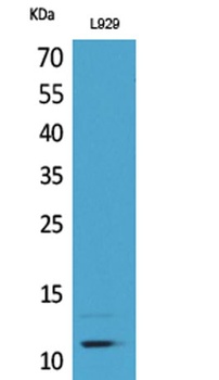 MCP-2 antibody