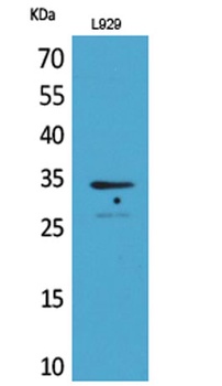 Osteoglycin rabbit pAb