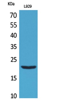 IL29 antibody