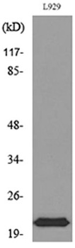 IL-29 rabbit pAb Antibody