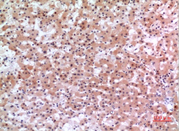 Inhibin beta-E antibody