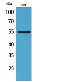 GDF-5 antibody