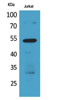 BMP-3A antibody