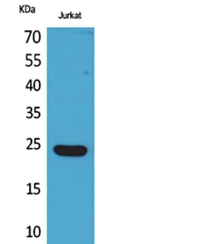 IFN-Epsilon antibody