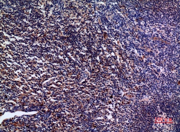 IL-28 rabbit pAb Antibody