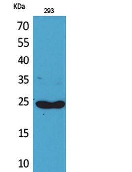 Lymphotactin antibody