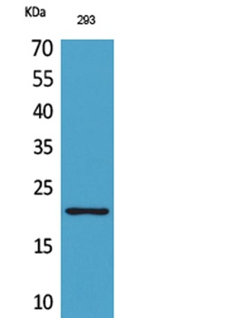 ARP antibody