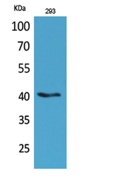 Pax-5 antibody