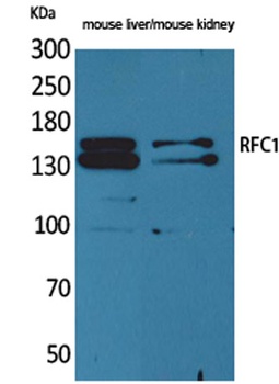 RFC1 rabbit pAb