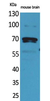 Amphiphysin II antibody