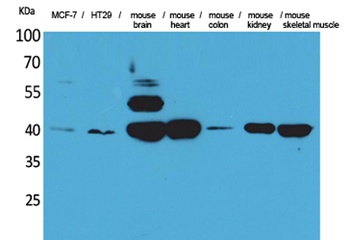 IDH3A antibody