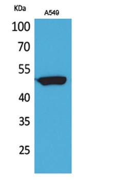 HNF-3 alpha/beta/gamma antibody