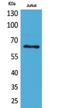 Keratin-pan antibody