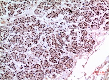 KLF13 rabbit pAb Antibody