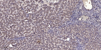MyoD rabbit pAb Antibody