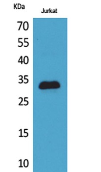 p57 antibody
