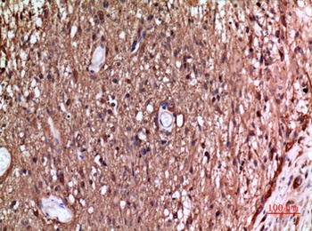 Tubulin α rabbit pAb Antibody